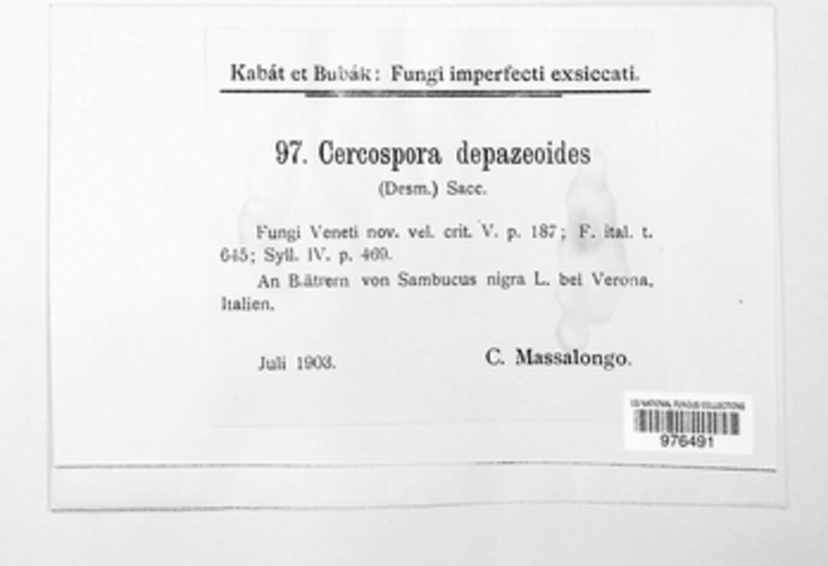 Cercospora depazeoides image